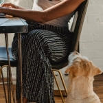 The Dog House Megaways слот с яркими игровыми впечатлениями