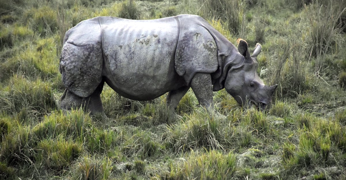 Great Rhino Deluxe слот-игра с африканской тематикой